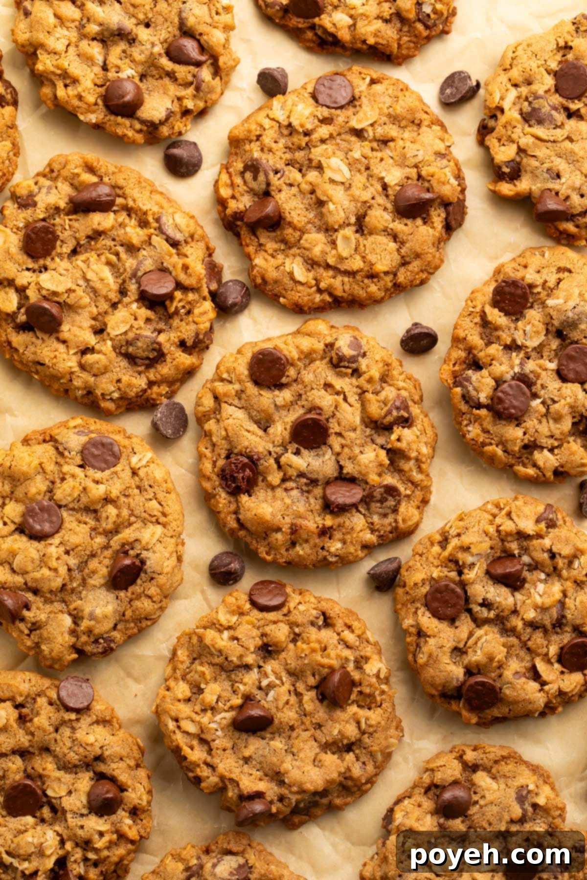 Vegan oatmeal chocolate chip cookies arranged on a sheet of parchment paper. 